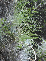 Ptilostemon gnaphaloides