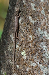 Abronia lythrochila