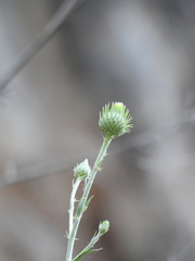Ptilostemon gnaphaloides