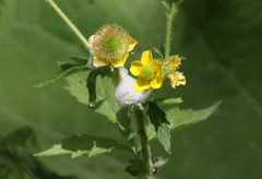 Geum aleppicum