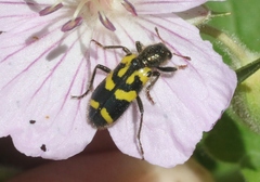 Trichodes ornatus