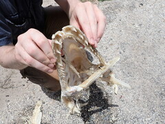 Atractosteus spatula