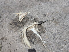 Atractosteus spatula