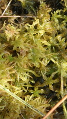 Sphagnum fallax