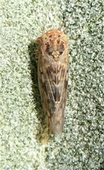 Neoaliturus tenellus