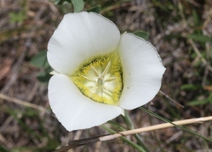 Calochortus gunnisonii
