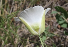 Calochortus gunnisonii