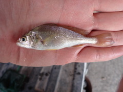 Sciaenidae