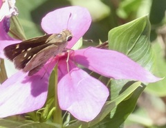 Polites vibex praeceps