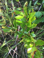 Berberis canadensis