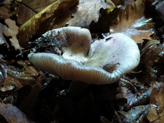 Russula cyanoxantha