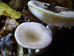 Russula fragilis