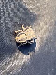 Stenomorpha parallela