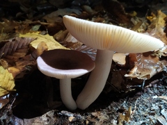 Russula fragilis