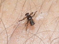 Lipoptena depressa