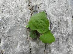 Ficus carica