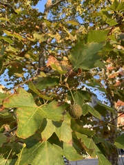 Platanus