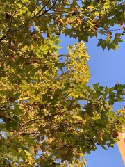 Platanus