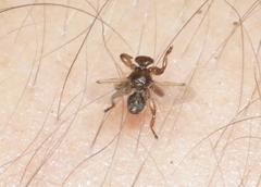Lipoptena depressa