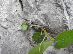 Ficus carica
