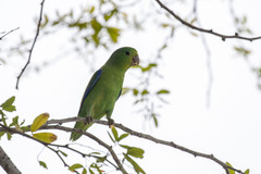 Forpus xanthopterygius