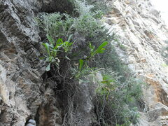 Staehelina petiolata