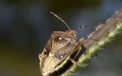 Heteroptera