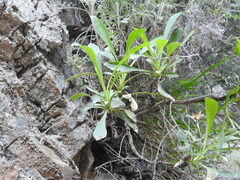 Staehelina petiolata