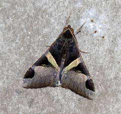Melipotis fasciolaris