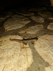 Triturus carnifex