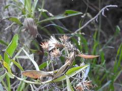 Staehelina petiolata
