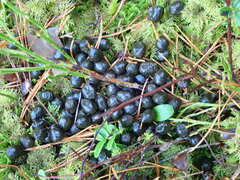 Capreolus capreolus