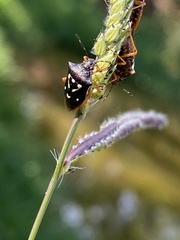 Heteroptera