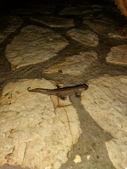 Triturus carnifex