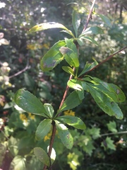 Berberis canadensis