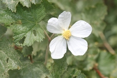 Rubus deliciosus