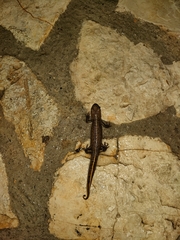 Triturus carnifex