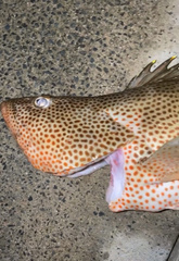 Epinephelus guttatus
