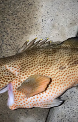 Epinephelus guttatus
