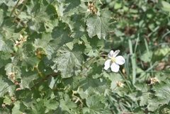 Rubus deliciosus