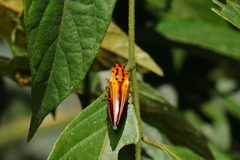 Semiotus intermedius