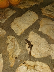 Triturus carnifex