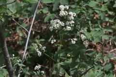 Galium boreale