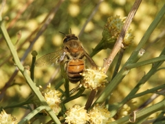 Apis mellifera