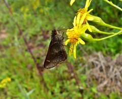 Cymaenes odilia