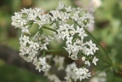Galium boreale