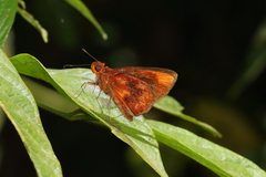 Miltomiges cinnamomea