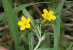 Lithospermum multiflorum