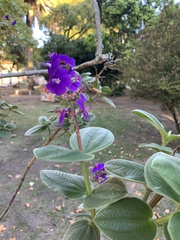 Melastomataceae