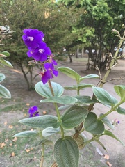 Melastomataceae